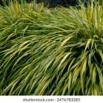 绳结陷入花缝惩罚 m4pf1622