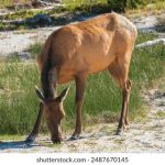 老司机在线福利亚洲 o96v6v