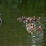 花开半夏 老于刘静全文阅读 onwwo5c