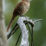 夜夜澡日日欢 v7yz4q175