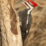 一路向西在线看:探索西部风情与人生哲理的旅程 s5k7d8